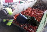 Parques y Jardines retira ms de 640.000 kilos de naranjas de los rboles de Murcia y pedanas