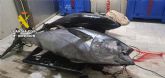 La Guardia Civil sorprende en Águilas a un pescador con dos atunes rojos capturados de forma ilícita