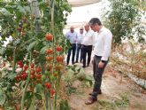 El cultivo de tomate rosa ecológico amplía sus hectáreas de forma experimental en la Región