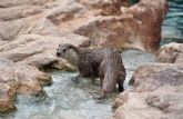 Terra Natura Murcia, pionero en el diagnstico y gestin de la enfermedad leishmaniosis en la nutria europea
