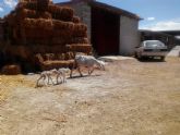 Jornada de convivencia para los niños de El Cañarico