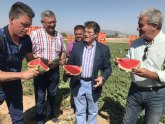 Presentan la campaña de promoción y consumo de sandía Si tienes sed… Cómeme para fomentar el consumo de la variedad del Valle del Guadalentín