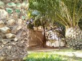 Cs Cartagena pide que se reactive el proyecto para crear una ordenanza especfica para proteger el arbolado de inters local