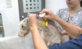 Se acuerda la firma de un convenio de colaboración con clínicas veterinarias de Totana para la realizar la campaña de identificación de animales de compañía