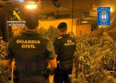 Desmantelan un invernadero indoor de marihuana en Abarn