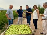 La campa�a de pera de Jumilla recupera su potencial productivo con una previsi�n de m�s de 23.000 toneladas