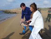 El Centro de Recuperación de Fauna Silvestre 'El Valle' libera dos ejemplares de tortuga boba