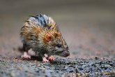 Época de lluvias: Cómo protegerse de las ratas en el hogar