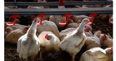 UPA-COAG-ASAJA | Los granjeros de pollo se unen en su grito de auxilio