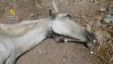 La Guardia Civil investiga a un vecino de guilas por abandono animal