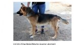 El Núcleo Zoológico 'Sierra Ascoy' impulsa una campaña de adopción de perros