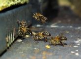La investigadora de la UMU Pilar de la Ra participa en una evaluacin europea que alerta del riesgo de extincin de ms de un centenar de especies de abejas