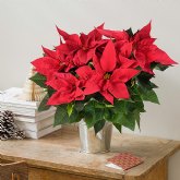 Que empiecen las navidades: �rboles de navidad naturales, centros de mesa, poinsettias y mucho m�s