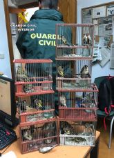 La Guardia Civil sorprende a un furtivo mientras capturaba aves fringlidas en Cartagena