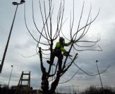 Comienza la poda de arbolado en casi una treintena de instalaciones deportivas de Murcia y pedanas