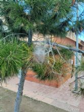 Aumentan los trabajos de vigilancia y control contra las plagas de procesionaria en pinos de los parques y zonas verdes de la localidad