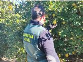La Guardia Civil esclarece la estafa de ms de 200.000 kg de limones a varios agricultores de la Vega Baja