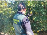 La Guardia Civil esclarece la estafa de m�s de 200.000 kg de limones a varios agricultores de la Vega Baja