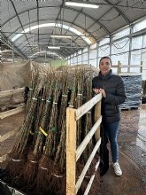 Viveros Hernandorena comercializa m�s de 400.000 plantas a ra�z desnuda