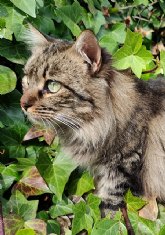 Los perros y gatos, entre las mascotas propensas a desarrollar alergia primaveral