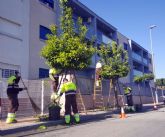 Finaliza la campaña de recogida de naranjas en el municipio de Murcia