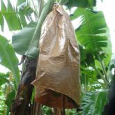 La solucin BanaBagR triunfa en los Better Planet Packaging Awards de Smurfit Kappa