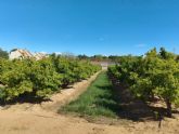 CITRUSTECH apuesta por los m�rgenes funcionales en las fincas de c�tricos