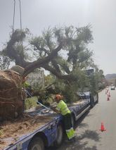 El Ayuntamiento de Lorca se hace cargo del trasplante de 19 ejemplares de olivo de gran porte que estaban en unos terrenos privados del Barrio de Apolonia
