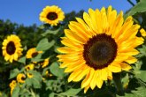 Girasol entre el mito y la realidad. Curiosidades y todo lo que debes saber sobre los cuidados de la flor de verano por excelencia