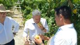 El Gobierno regional destaca el crecimiento de la IGP Melocot�n de Cieza, que prev� superar los cuatro millones de kilos en 2026