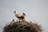Terra Natura Murcia registra el nacimiento de siete polluelos de cig�ena blanca silvestre