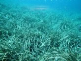 Cs Cartagena pide un proyecto de sensibilizacin ambiental sobre la posidonia ocenica y protocolos para su tratamiento