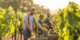 M�s del 60?% de las bodegas espa&ntilde;olas no logra cubrir su plantilla para la vendimia por falta de mano de obra