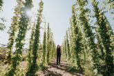 La Fundaci�n Estrella de Levante y APCOM abren al p�blico su proyecto de cultivo de l�pulo en Caravaca de la Cruz
