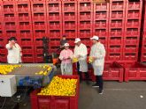 Tcnicos de Agricultura inspeccionan ms de 370 toneladas de limn importado para garantizar la ausencia de plagas