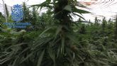 La Policía Nacional se incauta de más de nueve toneladas de marihuana en una extensa plantación desmantelada en Lorca