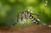 La Concejala de Deportes y Salud pone en marcha un Plan de Emergencia contra los mosquitos tras las lluvias