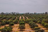 El Programa de Sustentabilidad de la industria del Mango: Un mayor valor añadido para productores y empacadores