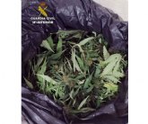 La Guardia Civil detiene a dos jvenes despus de sustraer ms de un kilo de cnamo medicinal de una finca