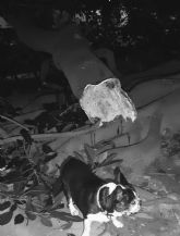 MC reclama un programa especfico para rboles de gran porte