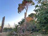 Huermur denuncia en el SEPRONA el desprendimiento de un pino centenario en Churra