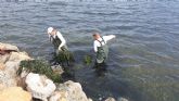 El dispositivo de limpieza retira 165 metros c�bicos de algas de las playas del Mar Menor en las dos �ltimas semanas