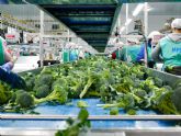 Mopreser lanza un portal de empleo para la campaña del brócoli 2020