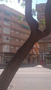 El Ayuntamiento retira seis jacarandas de la calle Floridablanca ante el riesgo que suponen para los ciudadanos