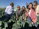 Siete de cada diez brcolis que exporta Espana al extranjero tienen como origen la Regin de Murcia