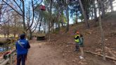 El Ayuntamiento de Caravaca y Medio Natural llevan a cabo labores de mejora y conservación forestal de los árboles monumentales de las Fuentes del Marqués