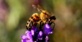 El proyecto europeo que intenta mejorar la salud de las abejas toma impulso en la Universidad de Murcia