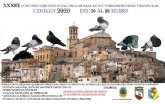 Este fin de semana se celebra el XXXIII Concurso-Exposicin de palomos de Raza Autctonas Murcianas y Españolas