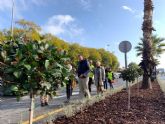 El Ayuntamiento mejora la mediana de la calle Pintor Almela Costa con más visibilidad para el tráfico rodado y nueva vegetación