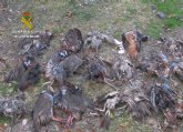 La Guardia Civil investiga a cinco personas por el uso de cebos envenenados en el Parque Regional Sierra de la Pila